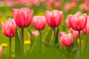 sns-mct-bc-garden-tulips-return-20141017