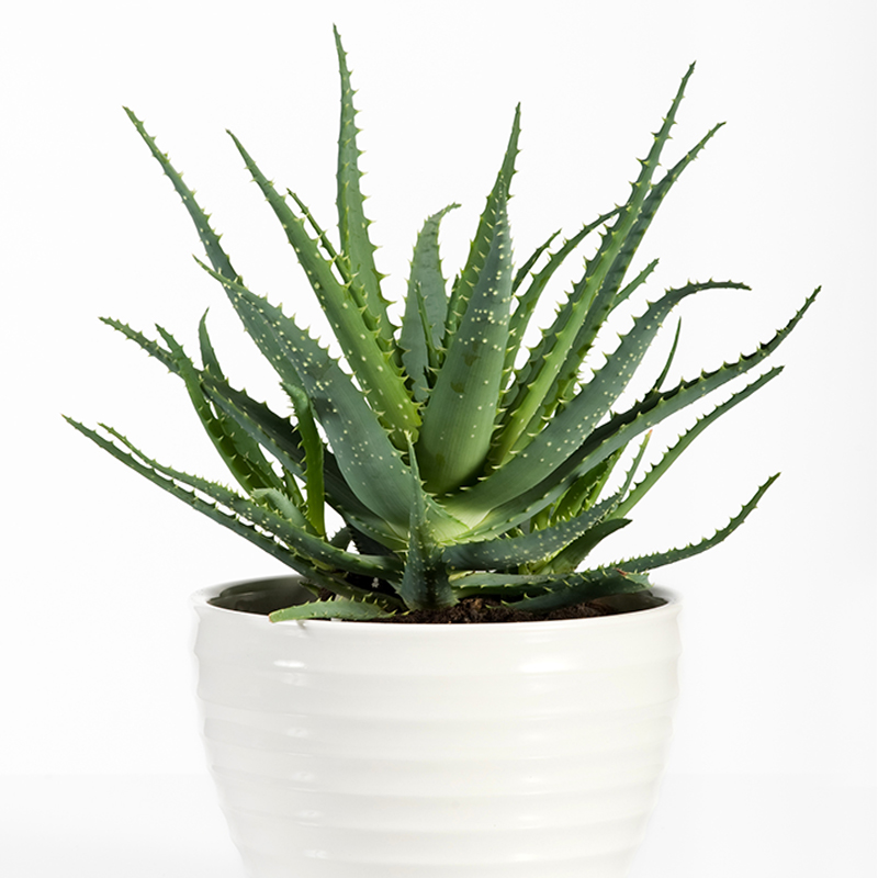 Close-Up Of Potted Plant Against White Background
