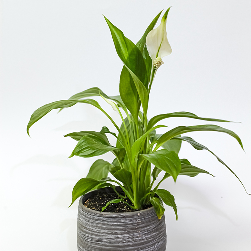 Spathiphyllum, commonly known as spath or peace lilies., House Plant