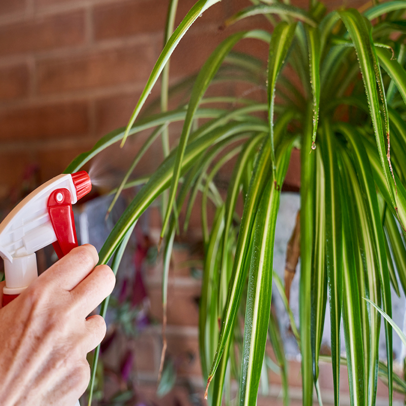 Caucasian human hand watering her plant called chlorophytum comosum with watering spray bottle at home.