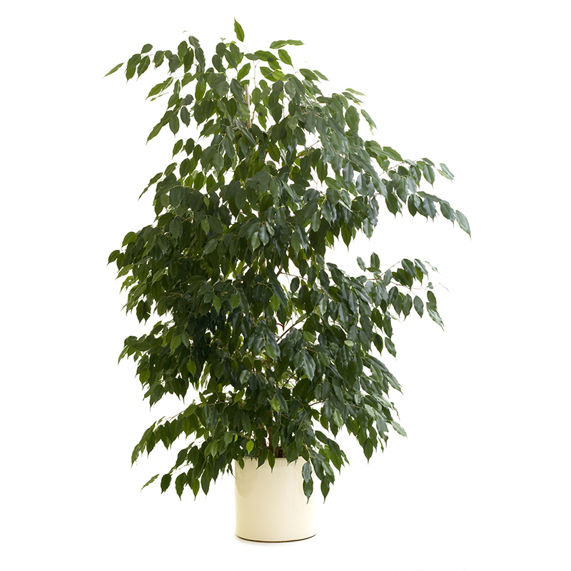 Ficus tree in tan flowerpot on white background