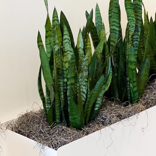modern sleek white planter with large snake plants