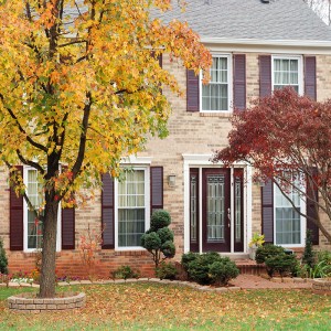 Trees Will Help Our Future…But Which Ones?