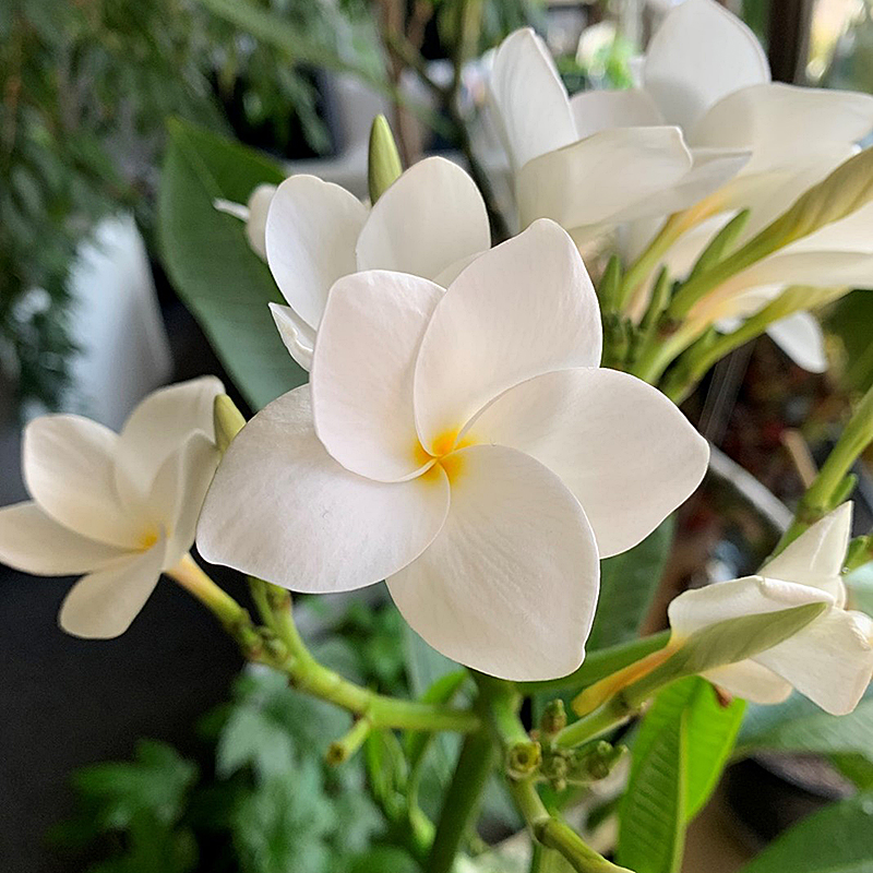 4 plants-from-around-the-world-plants-of-the-tropics