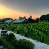 13 Vineyards For Your Summer Travel List